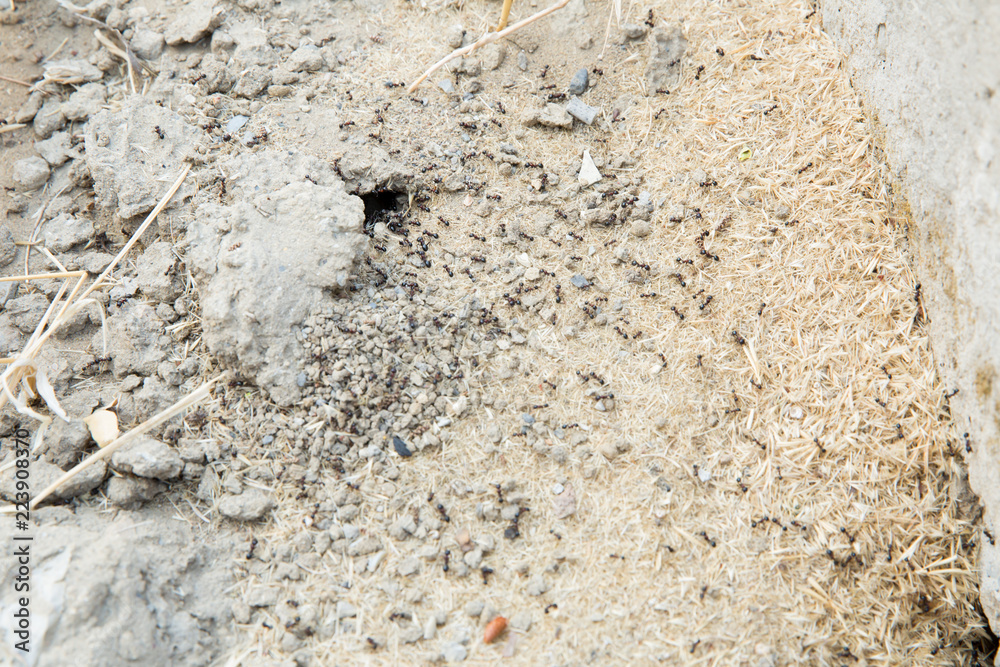 Black ants in desert near an anthill . Sugar ants gather around the hole of their nest . closeup soil around the ant's nest on the ground . Nests ant or small round ant escape holes in the garden. Black ants in desert near an anthill . Sugar ants gather around the hole of their nest . closeup soil around the ant's nest on the ground . Nests ant or small round ant escape holes in the garden.