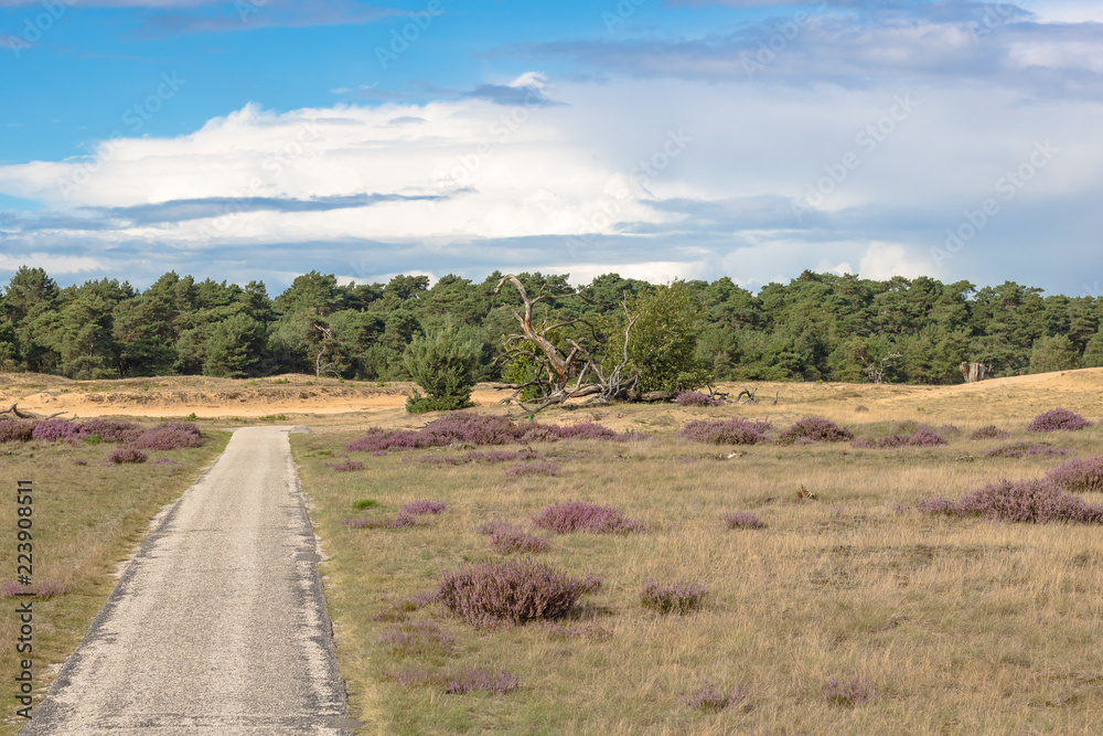 view to a sand dune in the beautiful natural reserve ´de hoge veluwe´ in the netherlands. Bicycle way leading through the scenery with blooming heathland, forests and dunes.