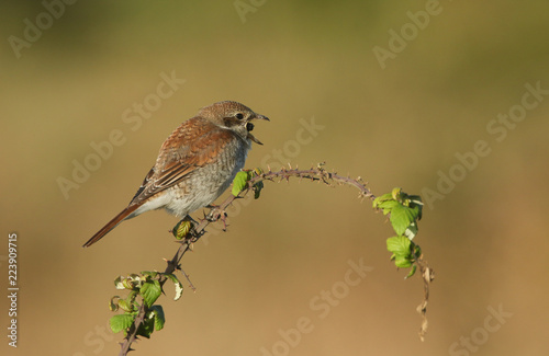 A stunning Red-backed shrike (Lanius collurio)  regurgitating a pellet .	 photo