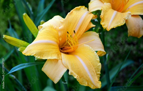 Bright colorful orange with white daylily shines in the sun in the garden.