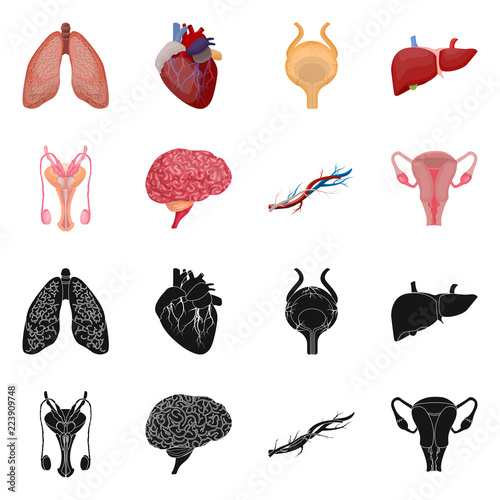 Isolated object of body and human icon. Set of body and medical vector icon for stock.