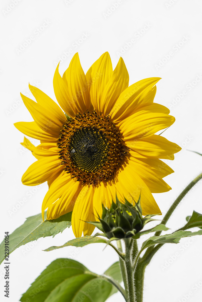 Close-up of a bright yellow sunflower (Helianthus annuus) Close-up of a bright yellow sunflower (Helianthus annuus)