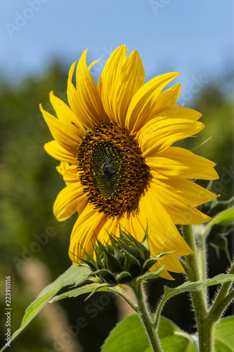 Fototapeta Naklejka Na Ścianę i Meble -  Close-up of a bright yellow sunflower (Helianthus annuus)