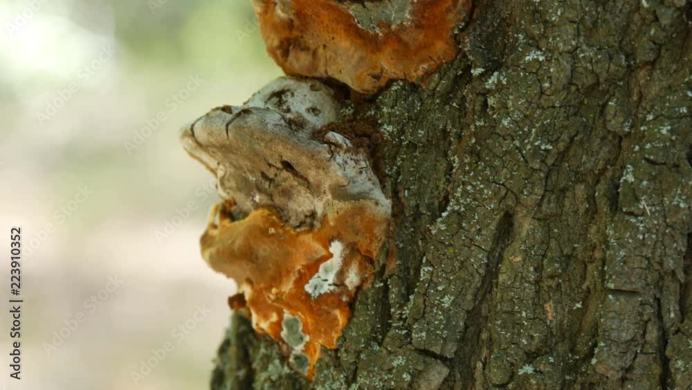 Brown mushrooms on the trunk of tree in the forest Brown mushrooms on the trunk of tree in the forest