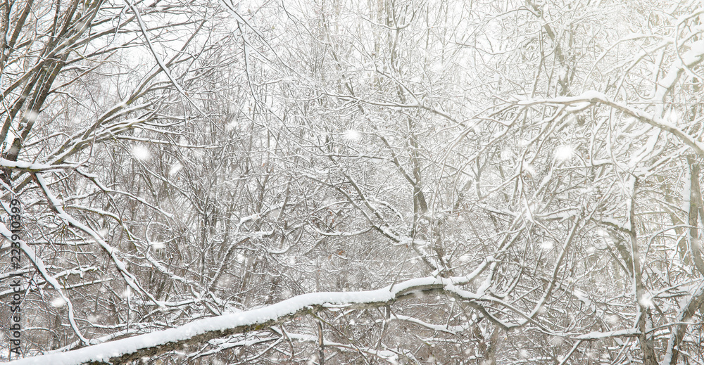 Winter park under the snow. A snowstorm in the city park. Park f Winter park under the snow. A snowstorm in the city park. Park f
