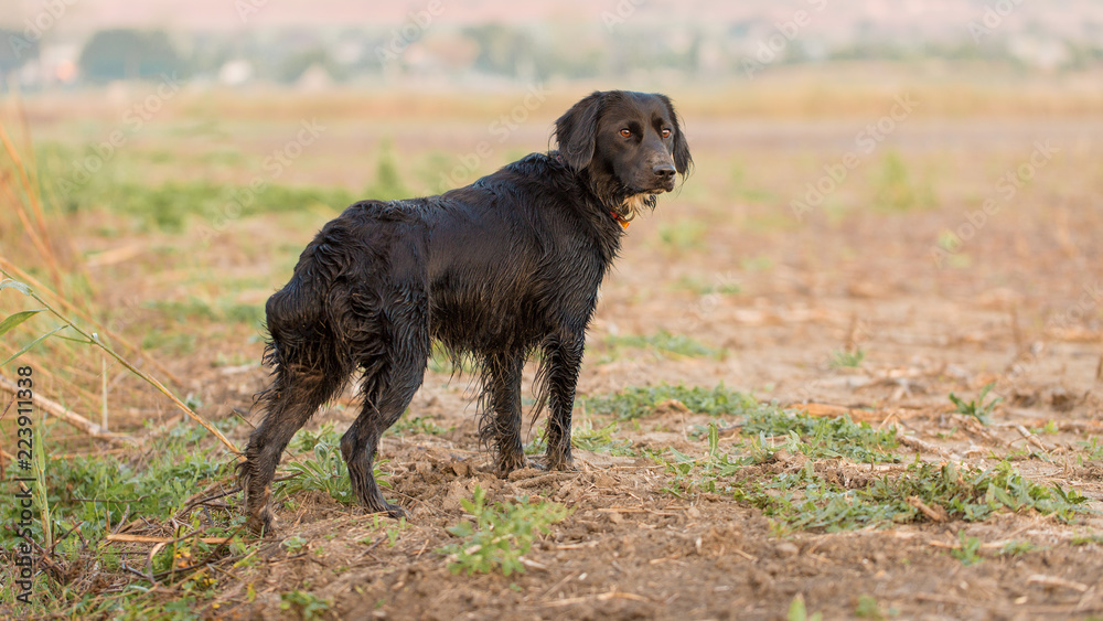 Hunting dog Spaniel portrait