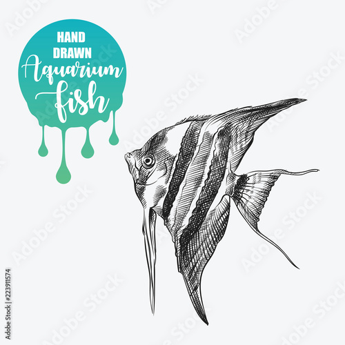 Hand drawn pterophyllum sketch isolated on white background and blob with drops. Aquarium fish and undersea world sketch elements vector illustration.