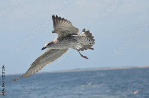 фотографія Goéland argenté (Larus argentatus)