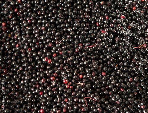 Closeup shot of Sambucus Nigra or elderberry berries harvested during summer.