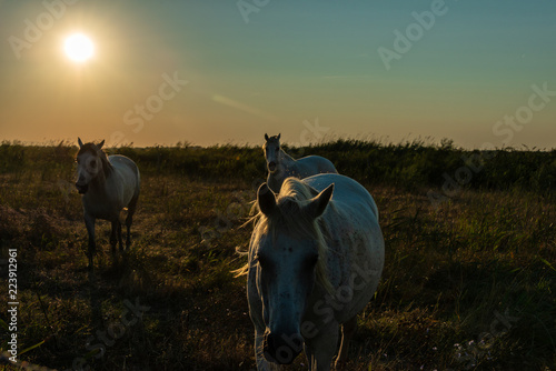 Impressionen aus der Camargue - Die weißen Pferde im Morgenlicht 
