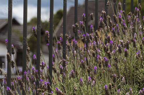 Pé de lavanda photo