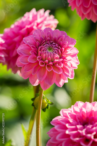 Fototapeta Naklejka Na Ścianę i Meble -  Pink Balldahlie (Asteraceae) blüht in der Sommersonne.