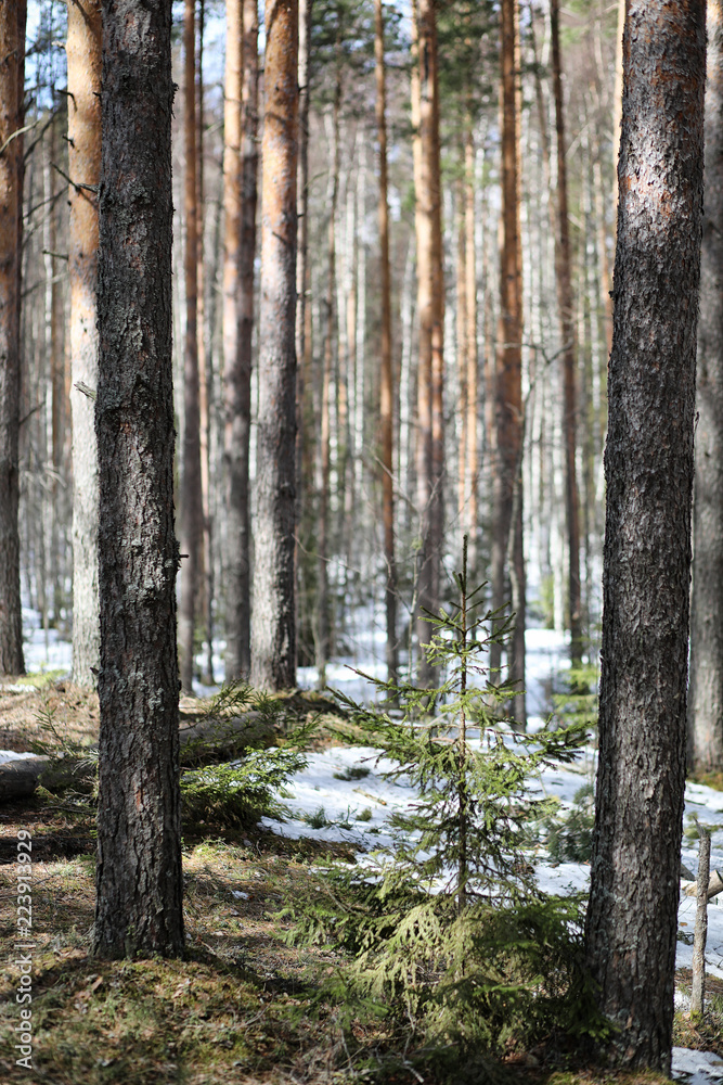 Pine forest in the beginning of spring under the snow. Forest un Pine forest in the beginning of spring under the snow. Forest un