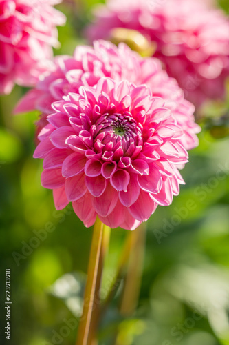 Fototapeta Naklejka Na Ścianę i Meble -  Pink Balldahlie (Asteraceae) blüht in der Sommersonne. 
