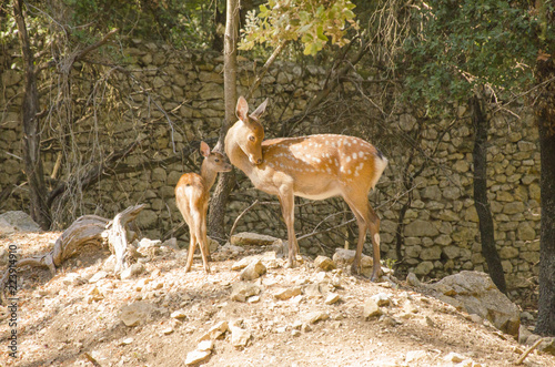 Family of deers in the nature in a park neer Montpellier photo