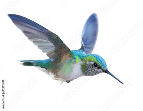 Hummingbird - Calypte  anna.
Hand drawn vector illustration of a flying Anna’s hummingbird with colorful glossy plumage on transparent background.
