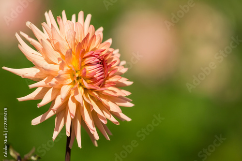 Fototapeta Naklejka Na Ścianę i Meble -  Semi-Kaktusdahlie (Asteraceae) blüht im Morgenlicht.