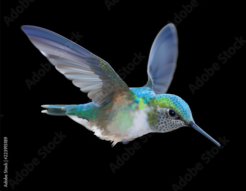 Hummingbird - Calypte  anna.
Hand drawn vector illustration of a flying Anna’s hummingbird with colorful glossy plumage on black background.
