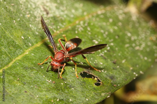 Red Paper Wasp - The Warrior