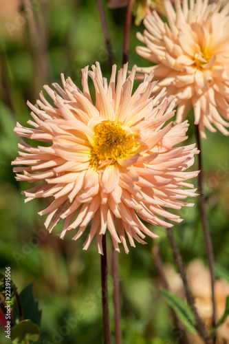 Fototapeta Naklejka Na Ścianę i Meble -  Kaktusdahlie (Asteraceae) blüht in der Sommersonne.