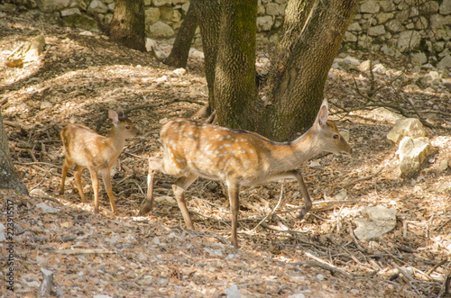 Family of deers in the nature in a park neer Montpellier photo