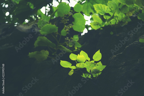 Green leaf  Rim Light