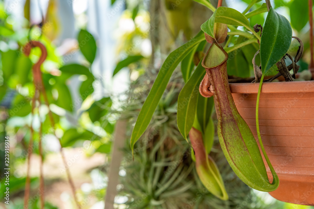 Obraz premium Hanging Nepenthes close up