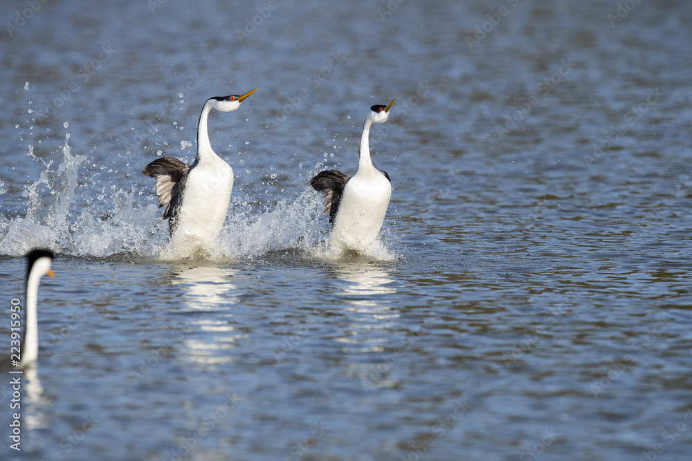 Fototapeta premium Western grebe (Aechmophorus occidentalis) Lake County, California, USA