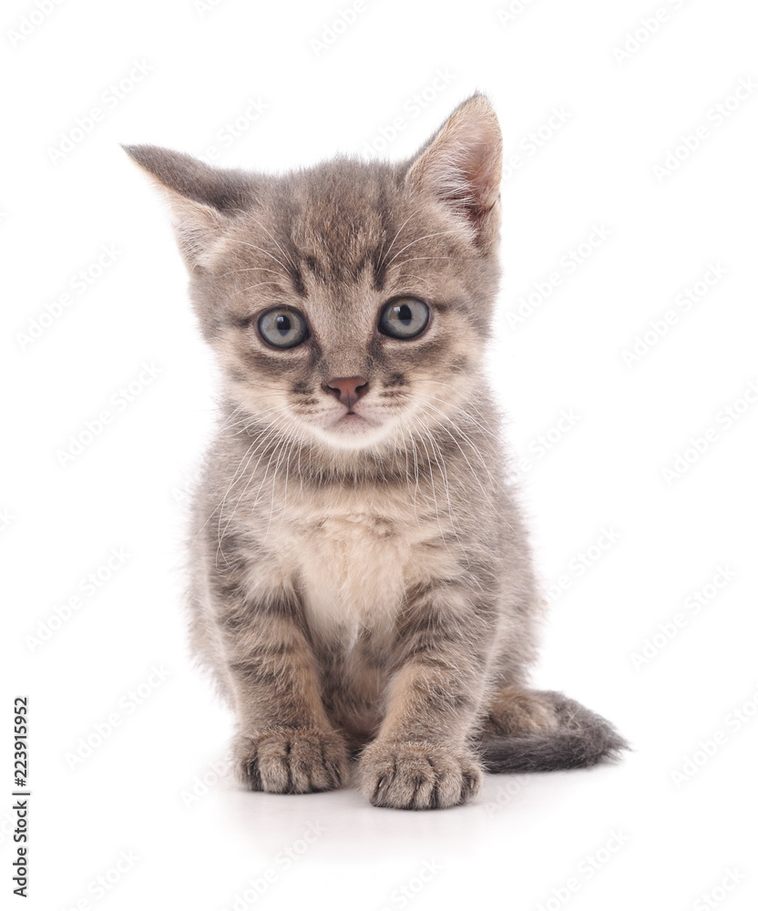 Obraz premium Mały szary kotek.