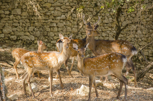 Family of deers in the nature in a park neer Montpellier