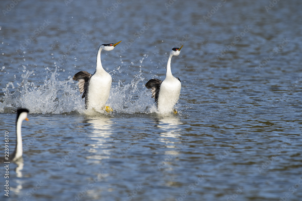 Fototapeta premium Western grebe (Aechmophorus occidentalis) Lake County, California, USA