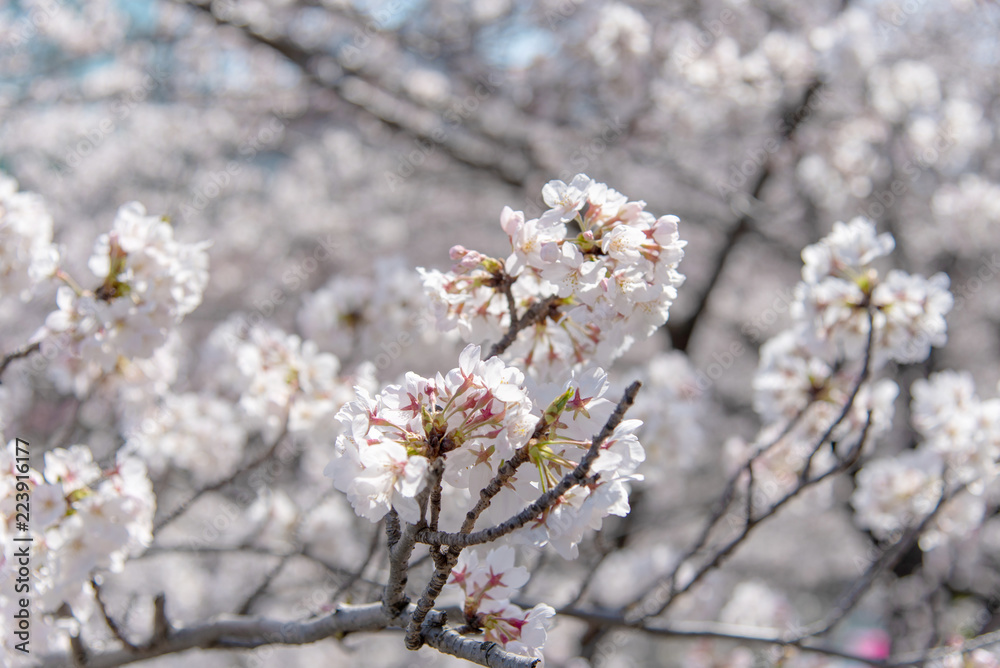 Cherry blossom season in Tokyo at Meguro river, Japan Cherry blossom season in Tokyo at Meguro river, Japan