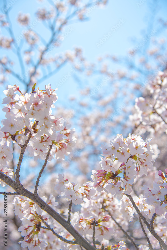 Cherry blossom season in Tokyo at Meguro river, Japan Cherry blossom season in Tokyo at Meguro river, Japan