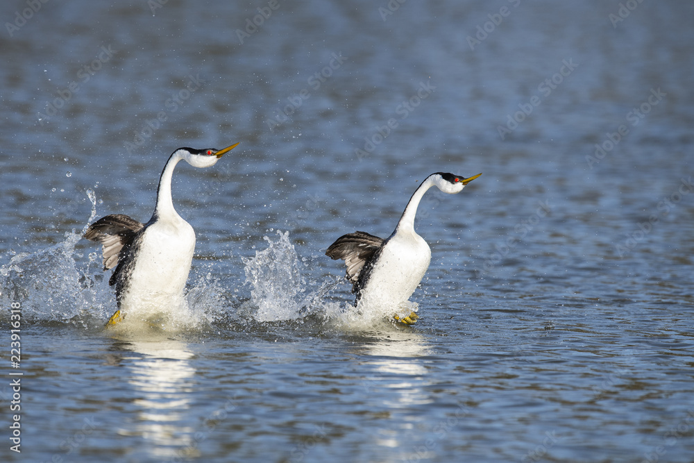 Western grebe (Aechmophorus occidentalis) Lake County, California, USA Western grebe (Aechmophorus occidentalis) Lake County, California, USA