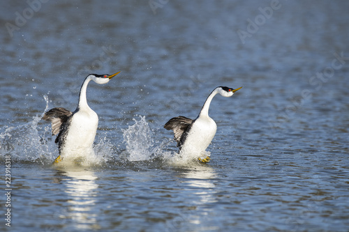 Western grebe (Aechmophorus occidentalis) Lake County, California, USA photo