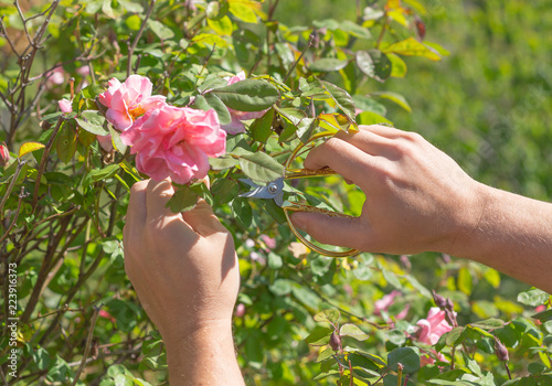 Man cutting roses with a pruner. Hands holding secateurs and cutting roses in the garden. Blossoming rose flower.