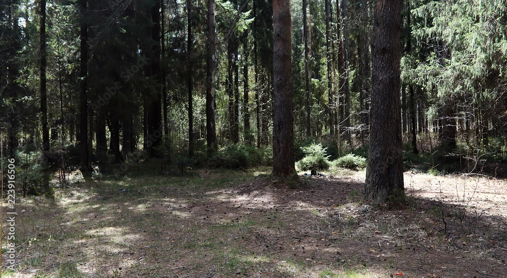 Pine forest. Depths of a forest. Journey through forest paths. T Pine forest. Depths of a forest. Journey through forest paths. T
