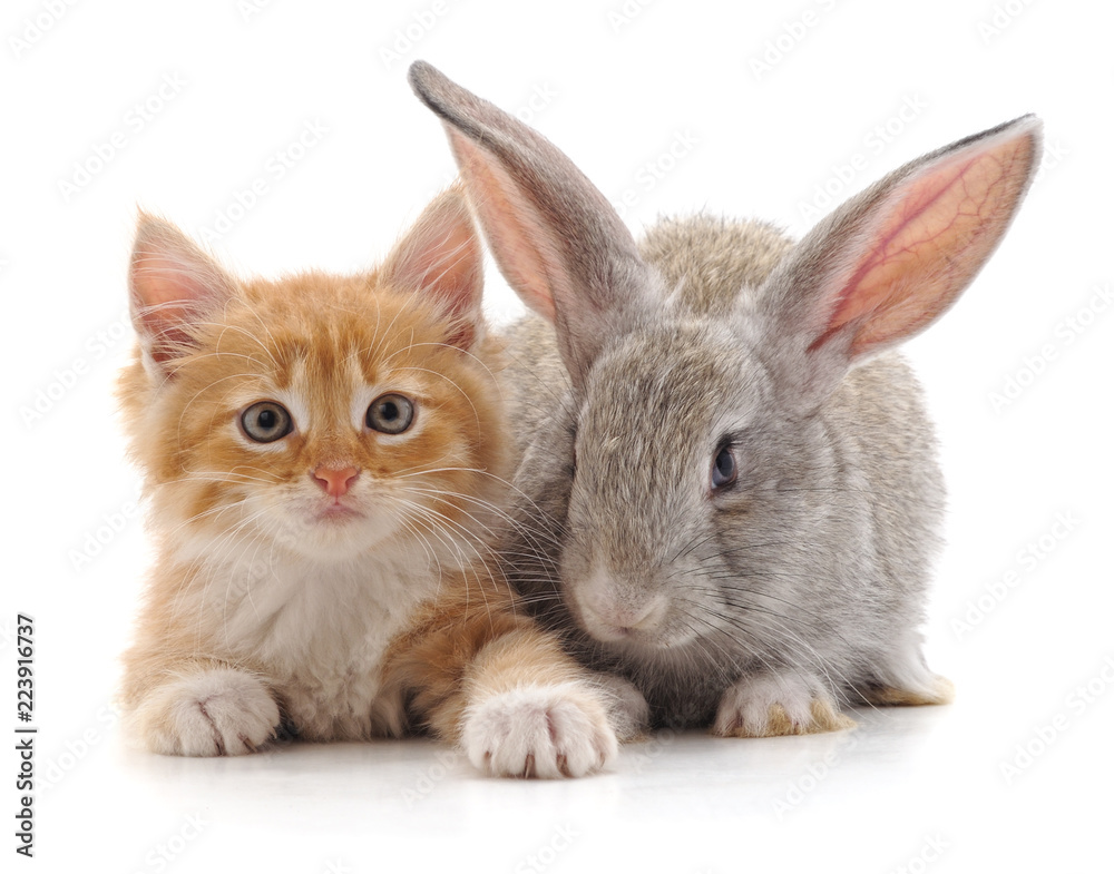 Red cat and rabbit.