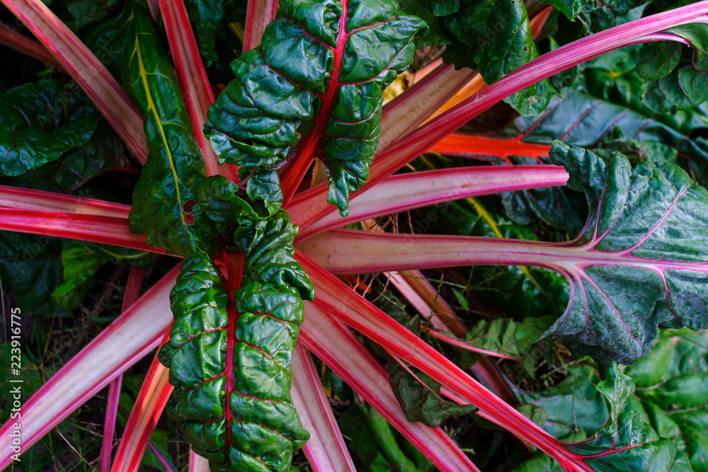 Mangold im Garten Stock Photo Adobe Stock