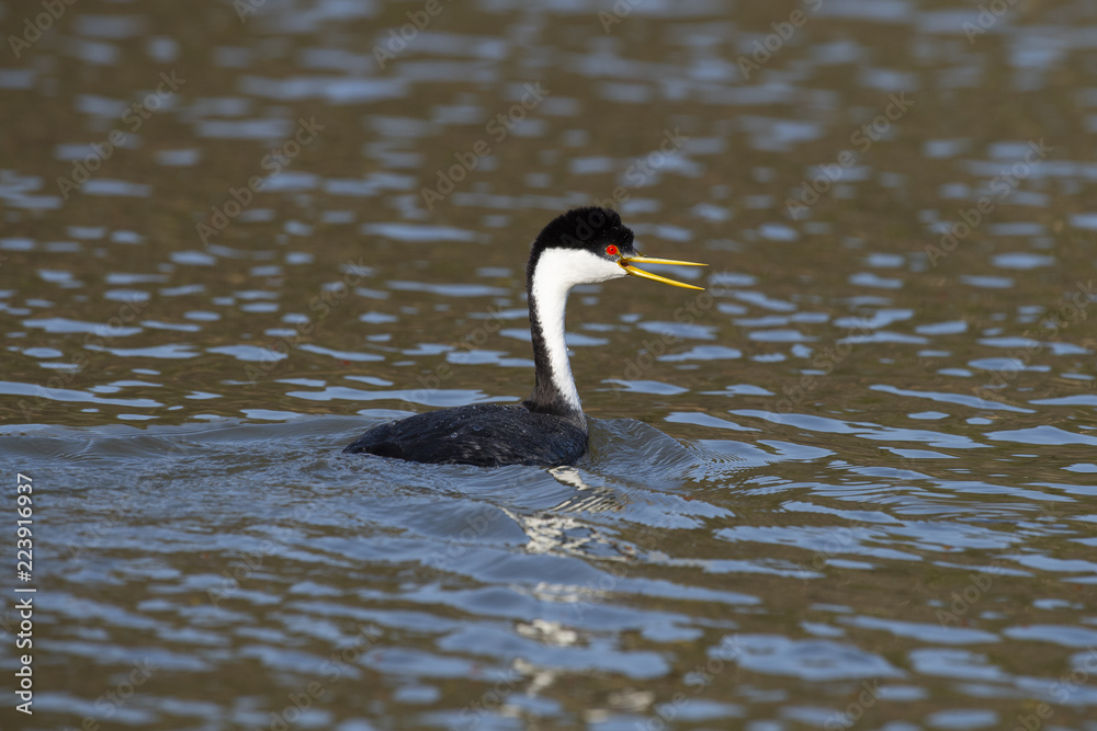 Fototapeta premium Western grebe (Aechmophorus occidentalis) Lake County, California, USA