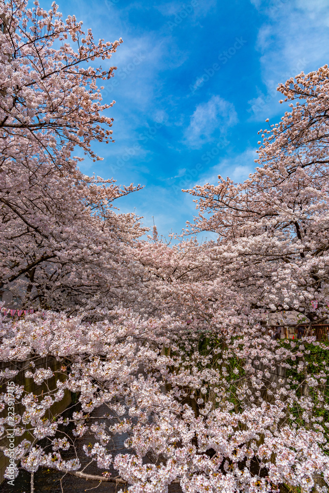 Cherry blossom season in Tokyo at Meguro river, Japan Cherry blossom season in Tokyo at Meguro river, Japan