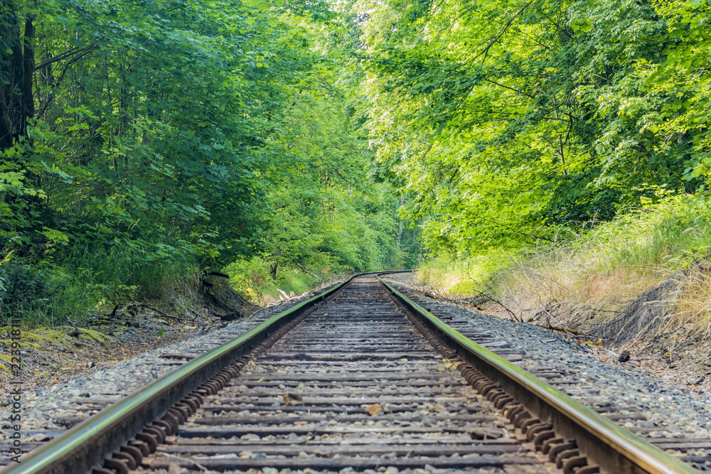 Forest Tracks Forest Tracks