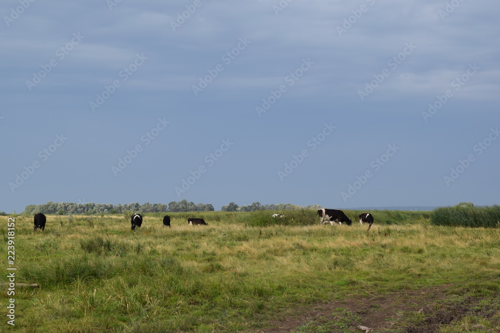 Cows on pasture