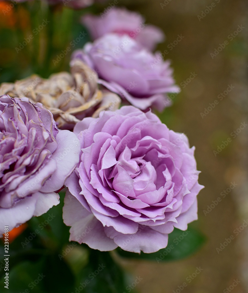 a blooming rose, Novalis rose flowers a blooming rose, Novalis rose flowers