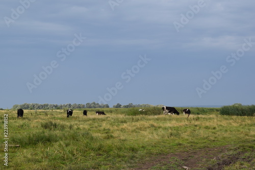 Cows on pasture © Наталья Сергеева