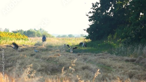 Several great blue herons flying away. Hound hunting on birds. Man on the bike. photo