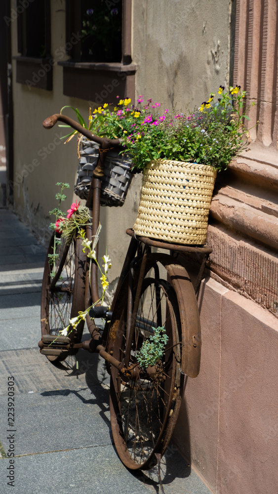 bicycle flowers