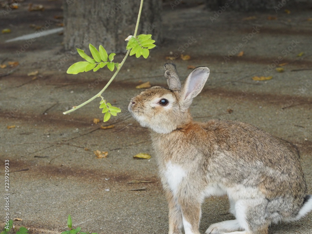 Naklejka premium OLYMPUS DIGITAL CAMERA
