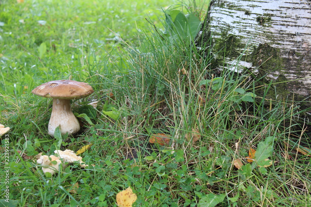 Fototapeta premium Photo of boletus mushroom from the tree trunk.
