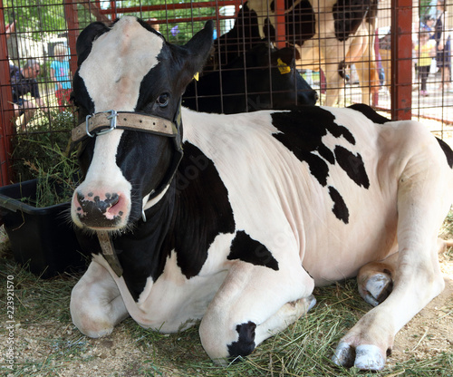 Purebred cow at an agricultural show photo